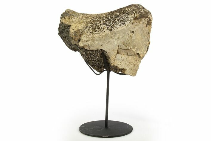 Dinosaur Pelvic Bone Section w/ Metal Stand - South Dakota #331134